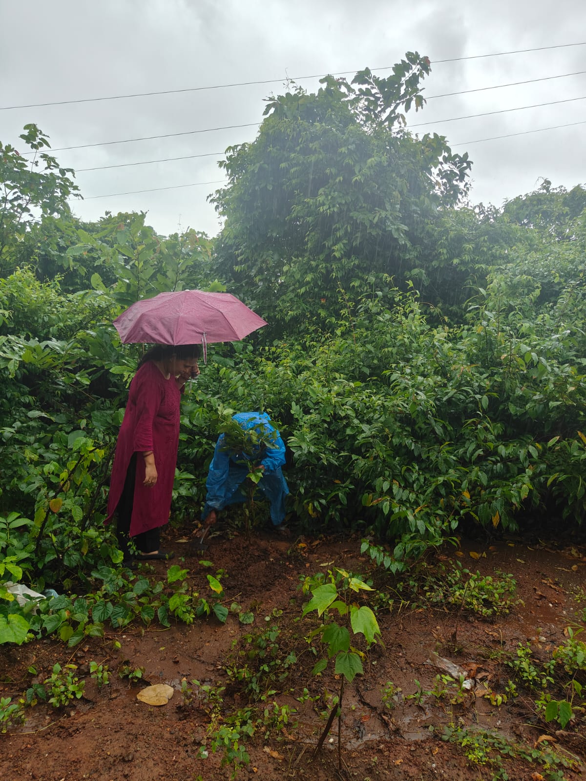 Part-16 Tree Plantation Drive | SUADHA NGO