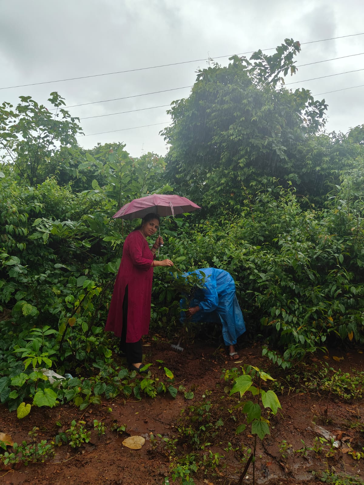 Part-16 Tree Plantation Drive | SUADHA NGO